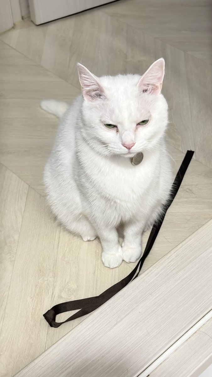 일어나자마자 놀자고 리본 물고 왔는데 
눈은 제대로 뜨고 놀자해라...