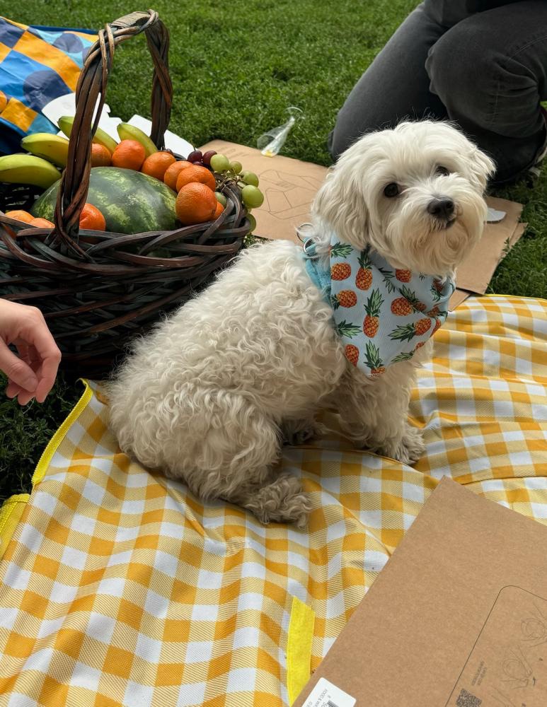 KeithOlbermann's tweet image. LOKI IS MISSING IN BROOKLYN. Last seen at Saint Nicholas and Wyckoff, she's 7 pounds. If you've seen or found her please go here: 
lostmydoggie.com/details.cfm?pe… and/or phone 877-818-0060 and PLEASE RT LOKI!