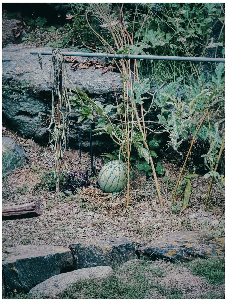 marksbranding's tweet image. じぃじの工房で秋色探し

#iPhone16Pro 
#Dazz