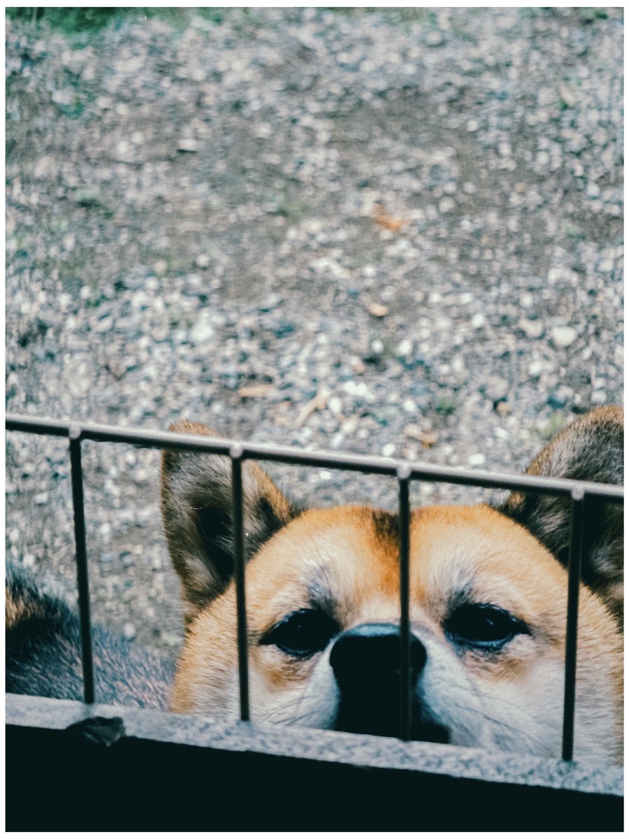 marksbranding's tweet image. じぃじの工房で秋色探し

#iPhone16Pro 
#Dazz