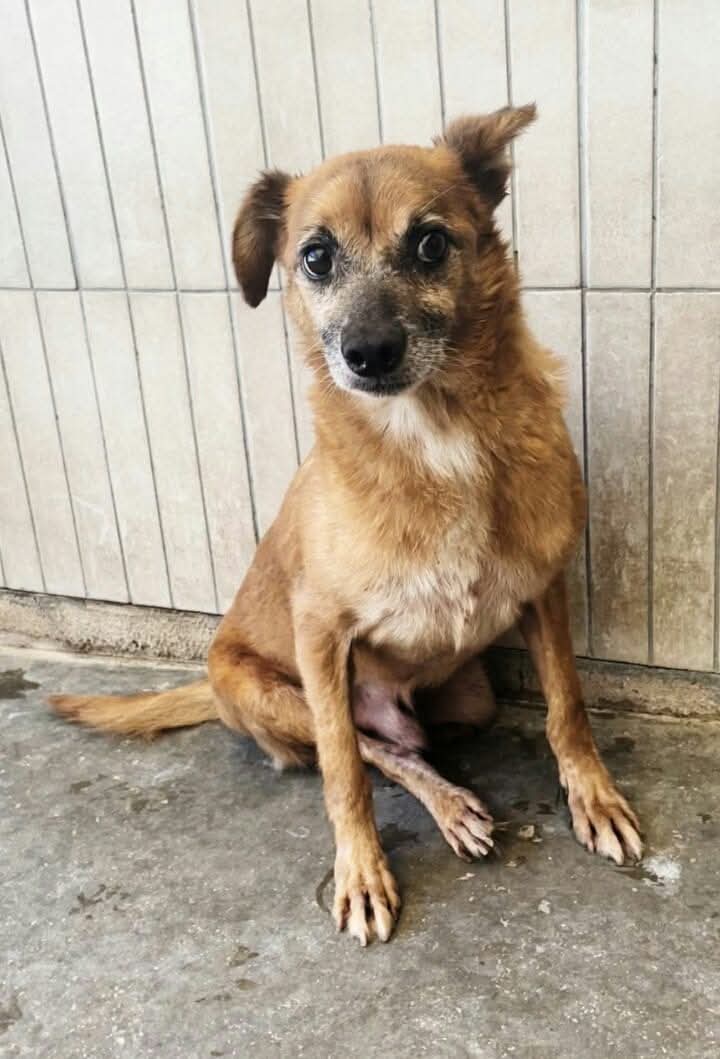 GretaFanti's tweet image. Non erano abbastanza contenti di vederlo in strada sofferente, gli hanno pure sparato e Billy ha perso una zampina. Vive in canile sempre sottomesso, taglia piccola,castrato. Adozione consapevole. Napoli ma può viaggiare.
☎️3392831422
#13ottobre
#amici25
#Binance