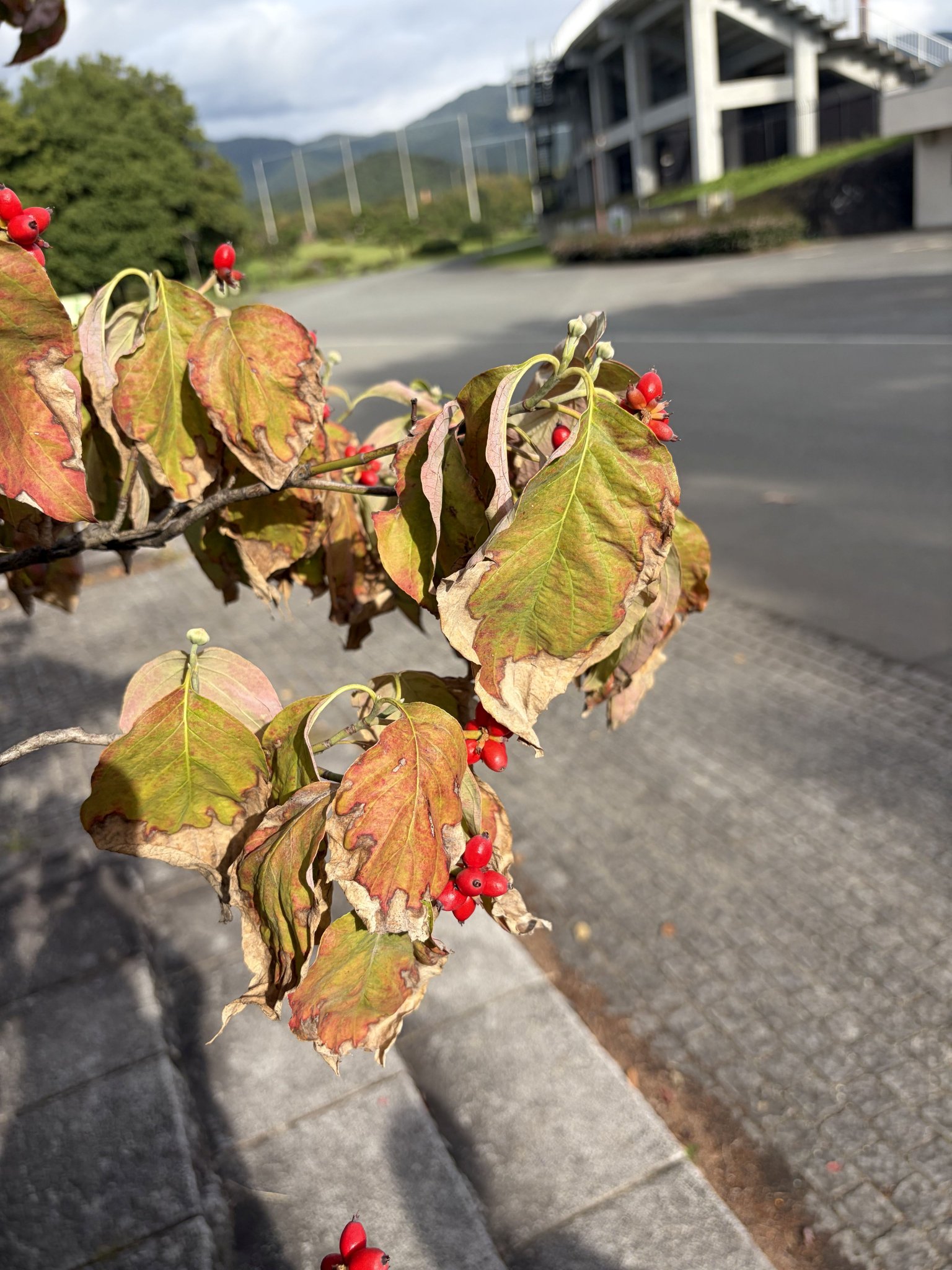 山形県総合運動公園🏟 on X: 
