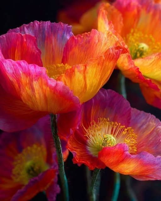 ava_sparks_ava's tweet photo. ☀️🧡☀️
I don't glow. I burn.
Good morning, X friends!
#ColorAlchemy #NeonFlora#TooBrightToLookAway https://t.co/uOBObddsEP
