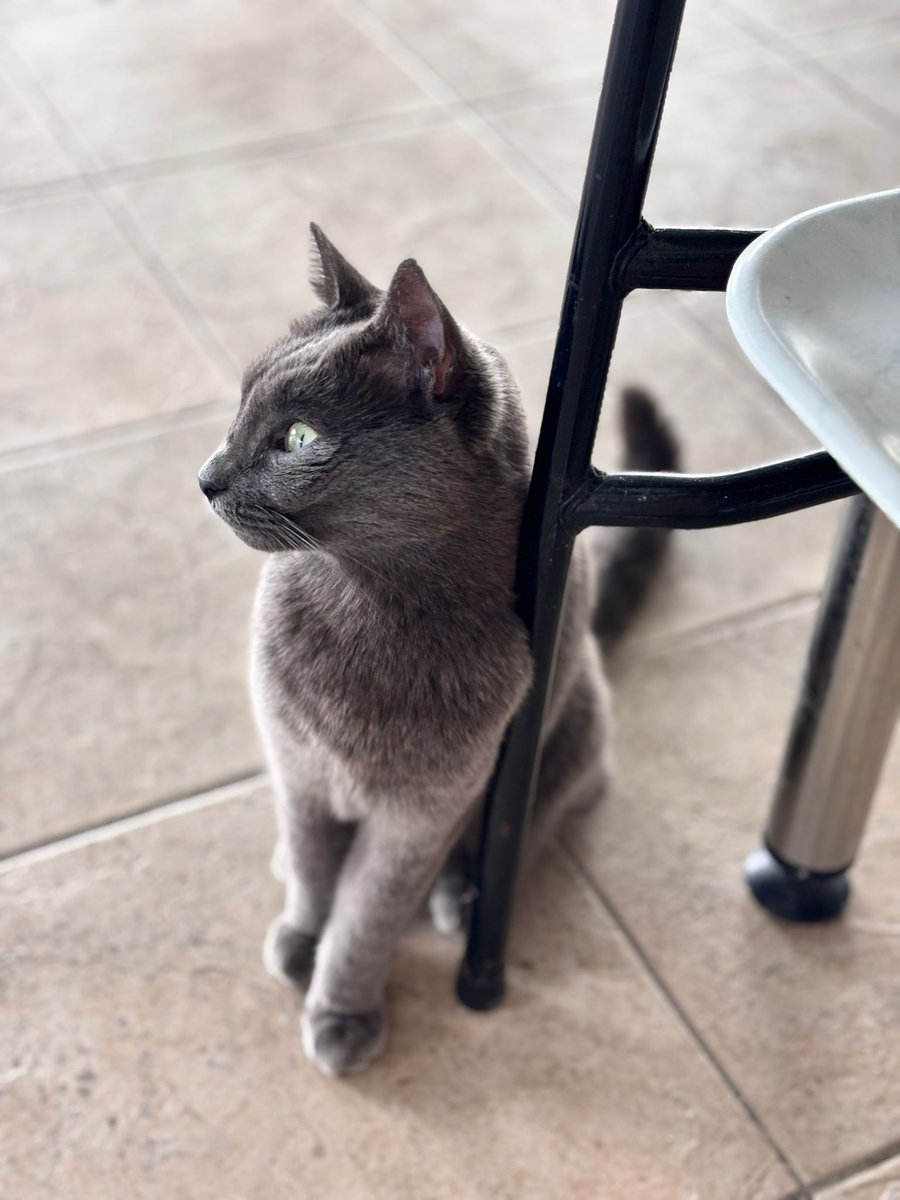 ÇOK ACİL YUVA. Russian Blue cinsi, dişi, tahmini 2 yaşında. Kısırlaştırdım ve 3 gün sonra klinikten çıkacak ama sonrası sokak. O kadar cana yakın ve akıllı bir kız ki veterinerde bile pati pati yapıp gurluyordu. İstanbul, Edirne ya da Tekirdağ'da acil yuva arıyorum. İletişim ben.