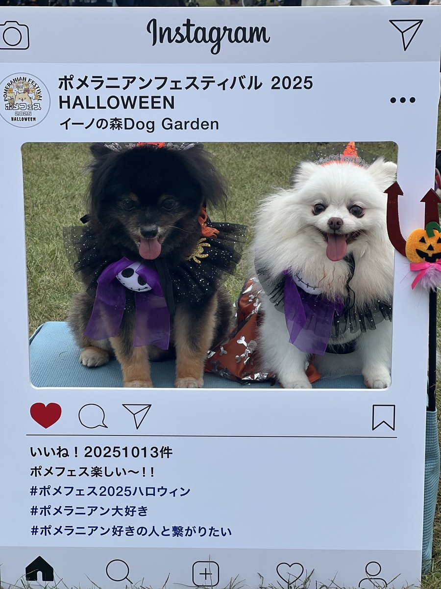 ポメフェスに行ってきました😊

当たり前だけど右を見ても左を見てもポメだらけ…(笑)
 #ポメフェス2025ハロウィン