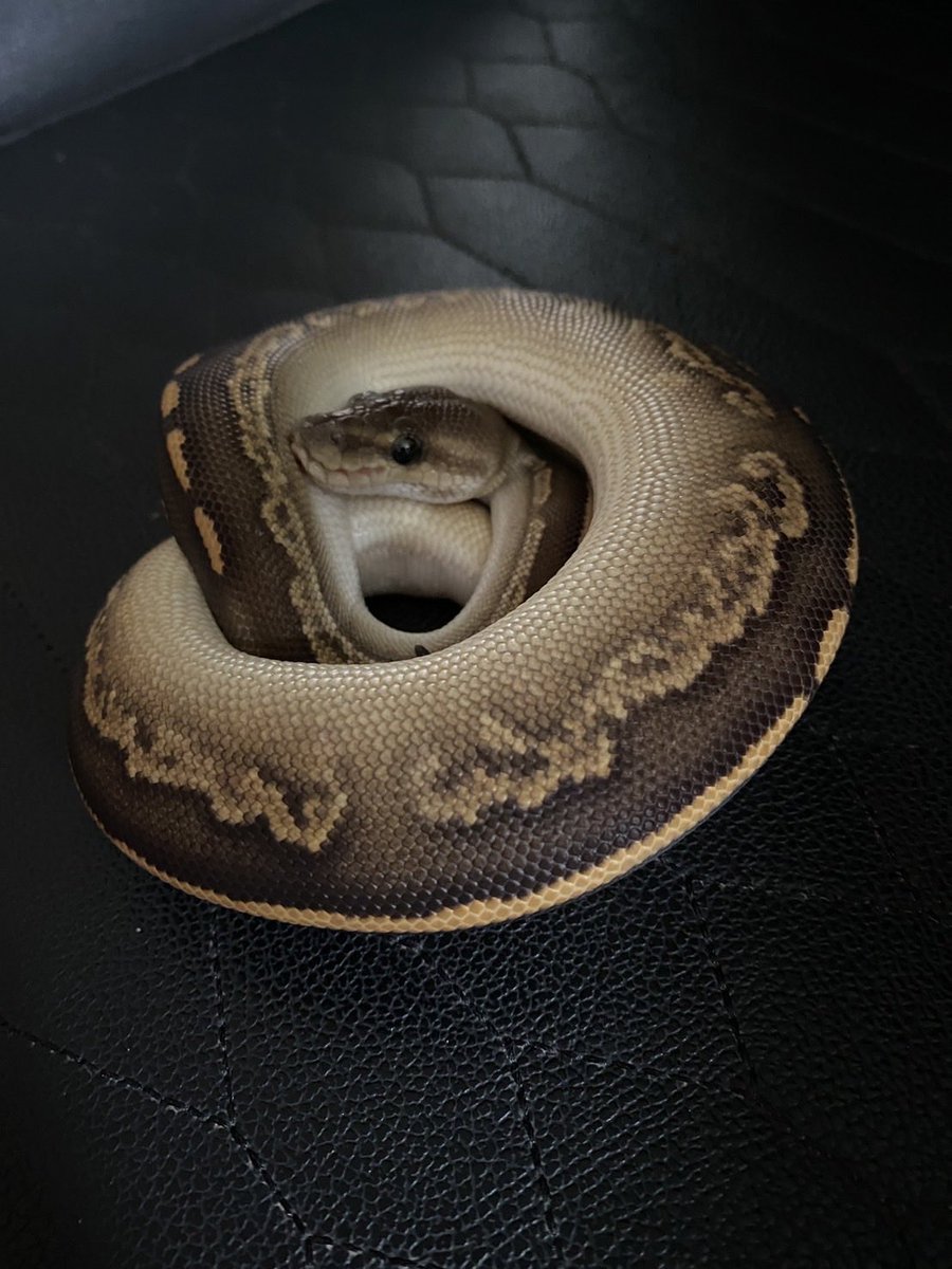 Pine_BallPython's tweet image. ãè¿ã1å¹ç®âŒïž
BpMojaveYb hetclownâ
ïŒBarnhartïŒ
坿ããã1å¹ð
ãã©ãã¹ã¯ã©ãŠã³ãåºããããã©
ããããšããããODãšããããããã
æé«ãª1å¹ð¥ºð¥ð¥ð¥ð¥ð¥
