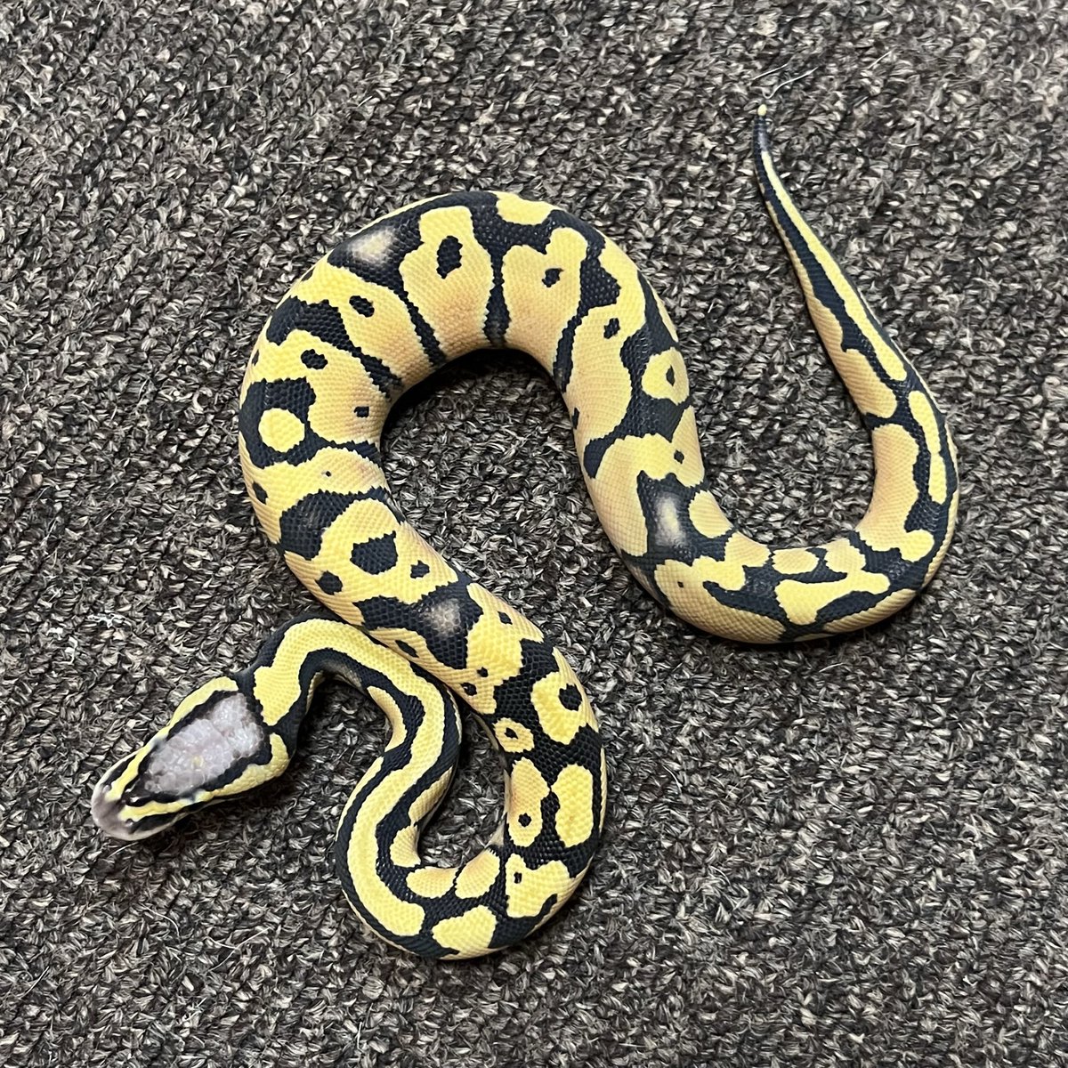 Ballpython_JP's tweet image. 販売個体  

パステル デザートゴースト♂

個体番号 D７４９　2025年CB 

♂親：パステルタイガーデザゴ 

価格　44,000円 （税込）

#ボールパイソン