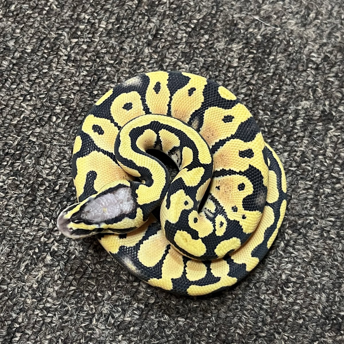 Ballpython_JP's tweet image. 販売個体  

パステル デザートゴースト♂

個体番号 D７４９　2025年CB 

♂親：パステルタイガーデザゴ 

価格　44,000円 （税込）

#ボールパイソン