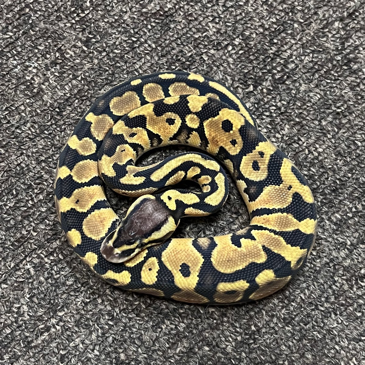 Ballpython_JP's tweet image. 販売個体
パステル het デザートゴースト♂
個体番号 D741 2025年CB
♂親:パステルタイガーデザゴ
hetデザゴのパステルは何故か綺麗では無い🫤
価格 13,200円 (税込)
#ボールパイソン
