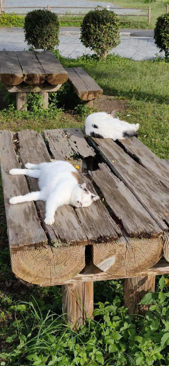 曼珠沙華と猫。
斜面はまだ咲いてた。