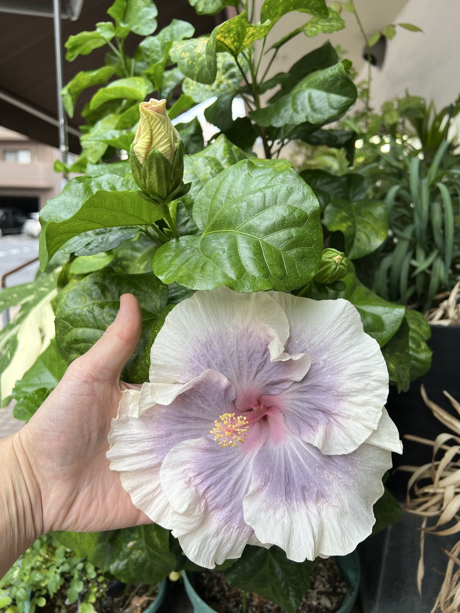 ハイビスカス　タヒチアンプリンセス
Hibiscus rosa-sinensis 'Tahitian Princess' 
昨日開花、余りの暑さのおかげでこんな時期に。

#ハイビスカス
#タヒチアンプリンセス