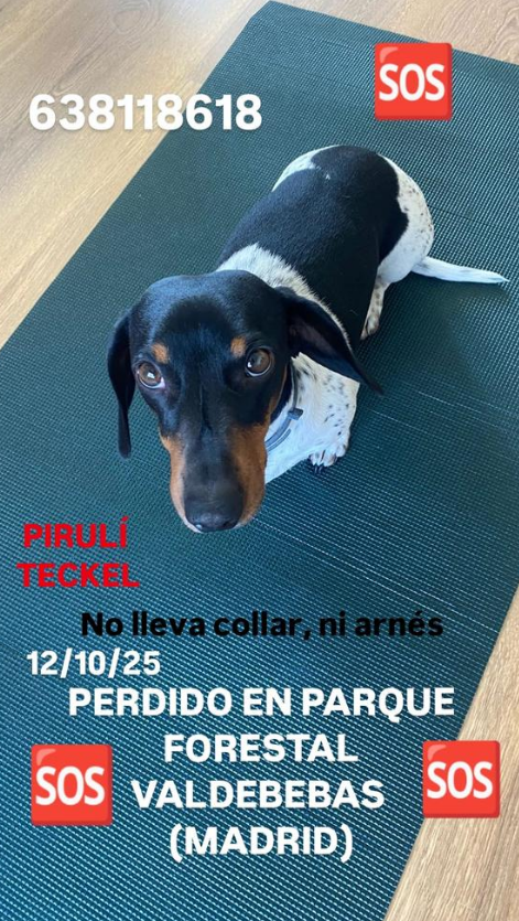 🔈📢¡URGENTE! Perrete perdido ayer en el <a href="/PF_Valdebebas/">Parque Forestal Valdebebas - Felipe VI</a> Si alguien lo ha visto, puede contactar en el 638118618. A ver si entre todos somos capaces de localizarlo...🐶🐕‍🦺🦮🐕