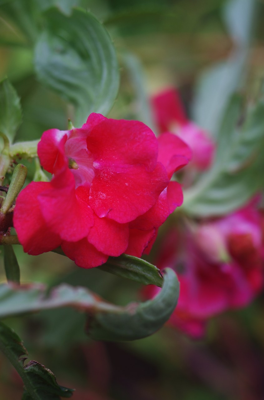 なっしゅ(nash) on X: 