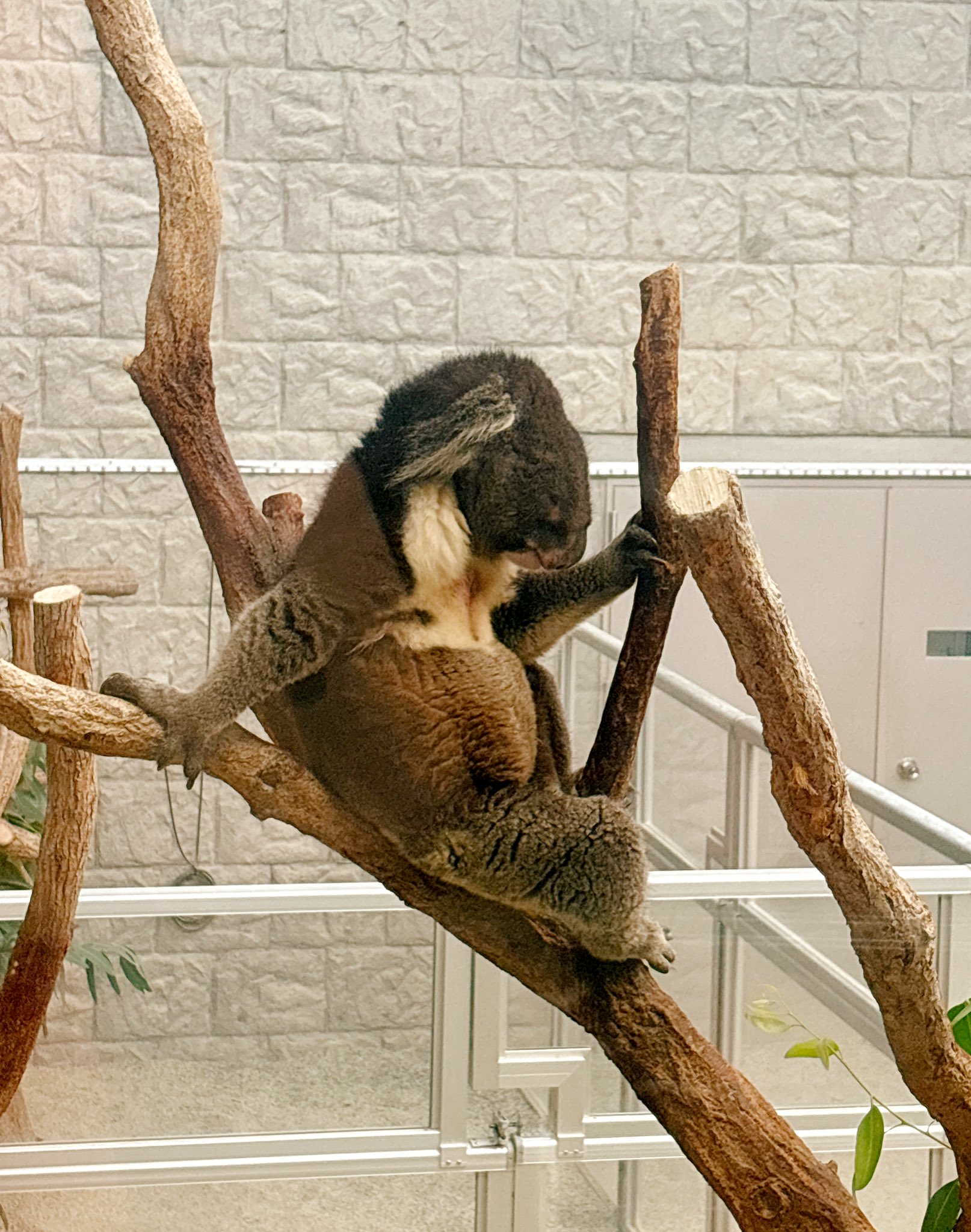 コアラ様専用 ◇こあら様専用 こあら85さま専用出品❤ こ