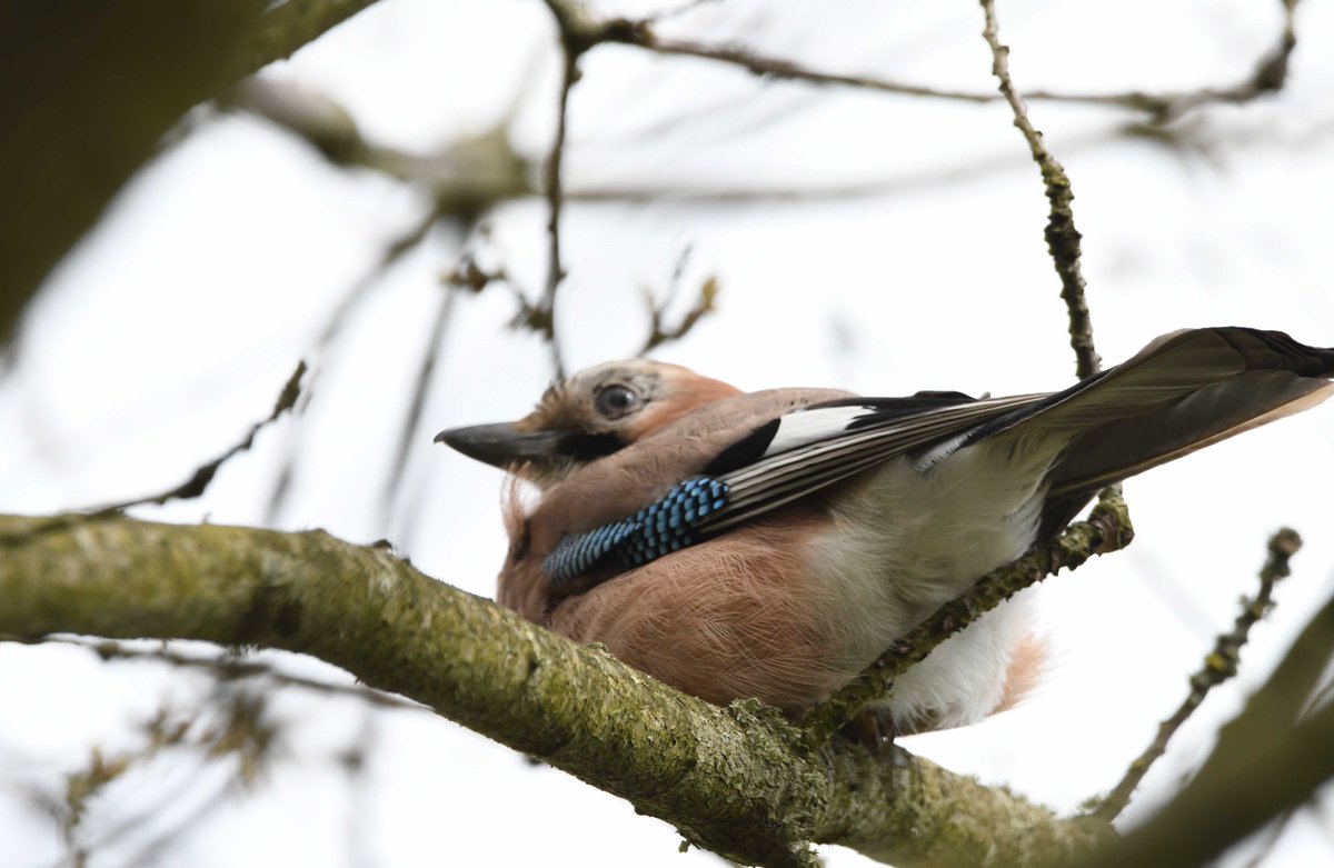 Un geai des chênes
(Fait partie des 87 espèces chassables en France)
#photographie #photography
D’autres photos ici sur mon site :
superbe-nature.fr/oiseaux/chouca…