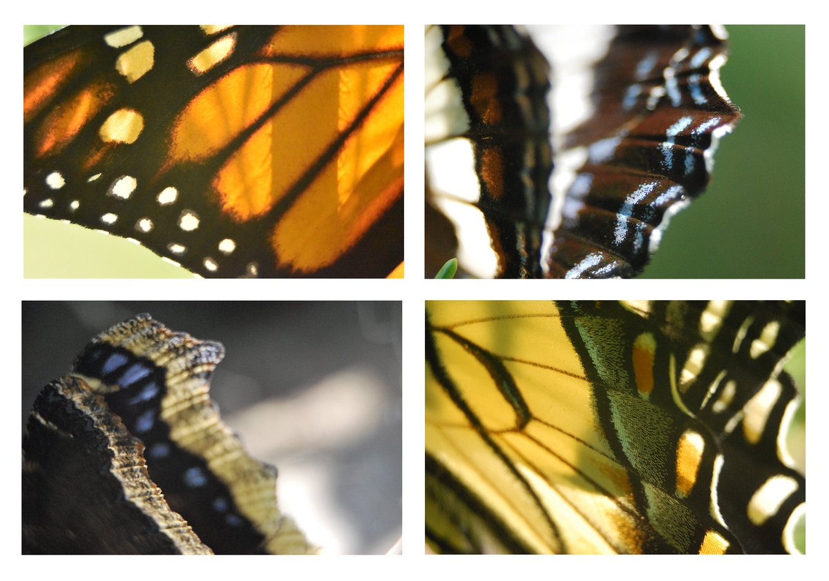 My new series "Weight of Scale" for the 3rd annual #Tezos4Humanity fundraiser is ready! ✨️

Butterfly wings with their tiny scales and vibrant colours are available along with a unique poem for each! 🦋

Read more about the fundraiser below and links in comments 👇