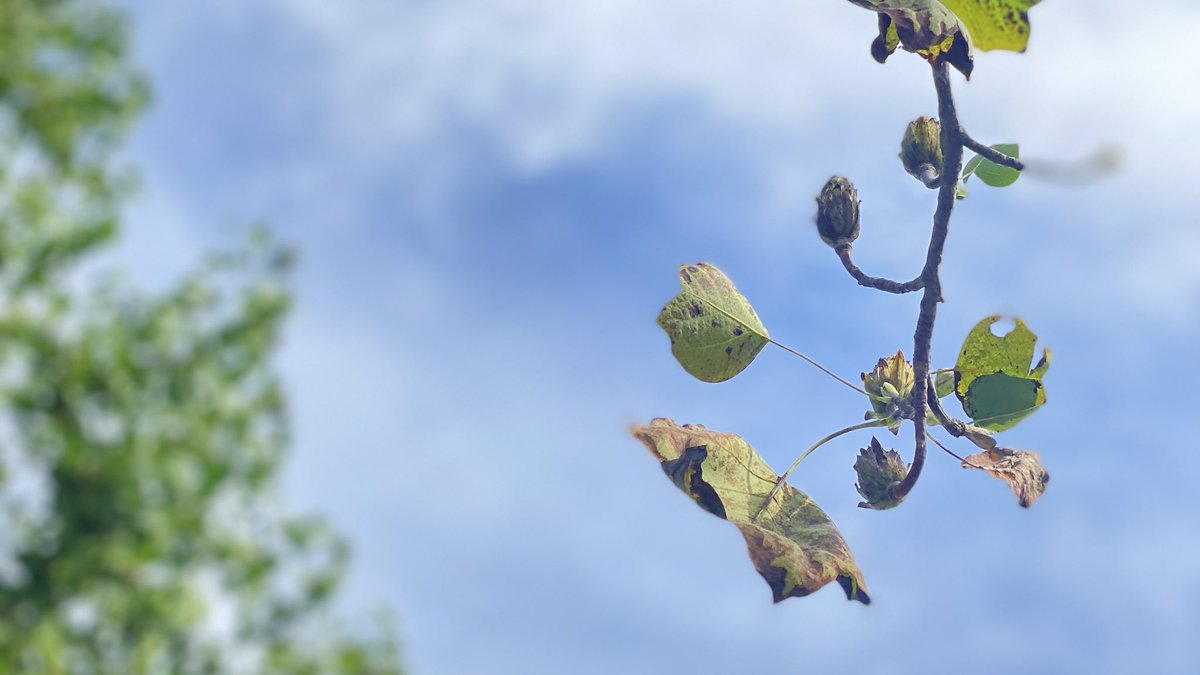 秋雨の中休み

穏やかな陽射し浴びて……

#こころ
#生きる 
#空がある風景 

2025/10/13

sato