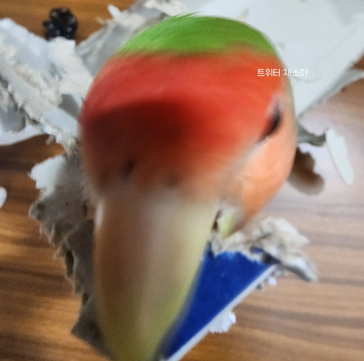 chesoyaaaaaaaaa's tweet photo. 앵무 광각으로 안찍으면 서운함
모라니사우르스 직관 가능한 기회다 이말입니다 https://t.co/tRJhdkqh2E