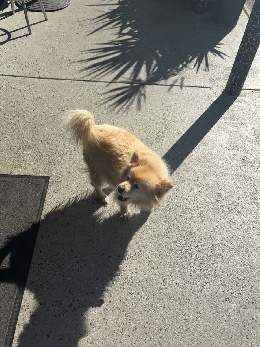 Got a kiss from the Grover look alike then this menace to society whose owners let him wander the streets nearly mauled me for the crime of going to the shops