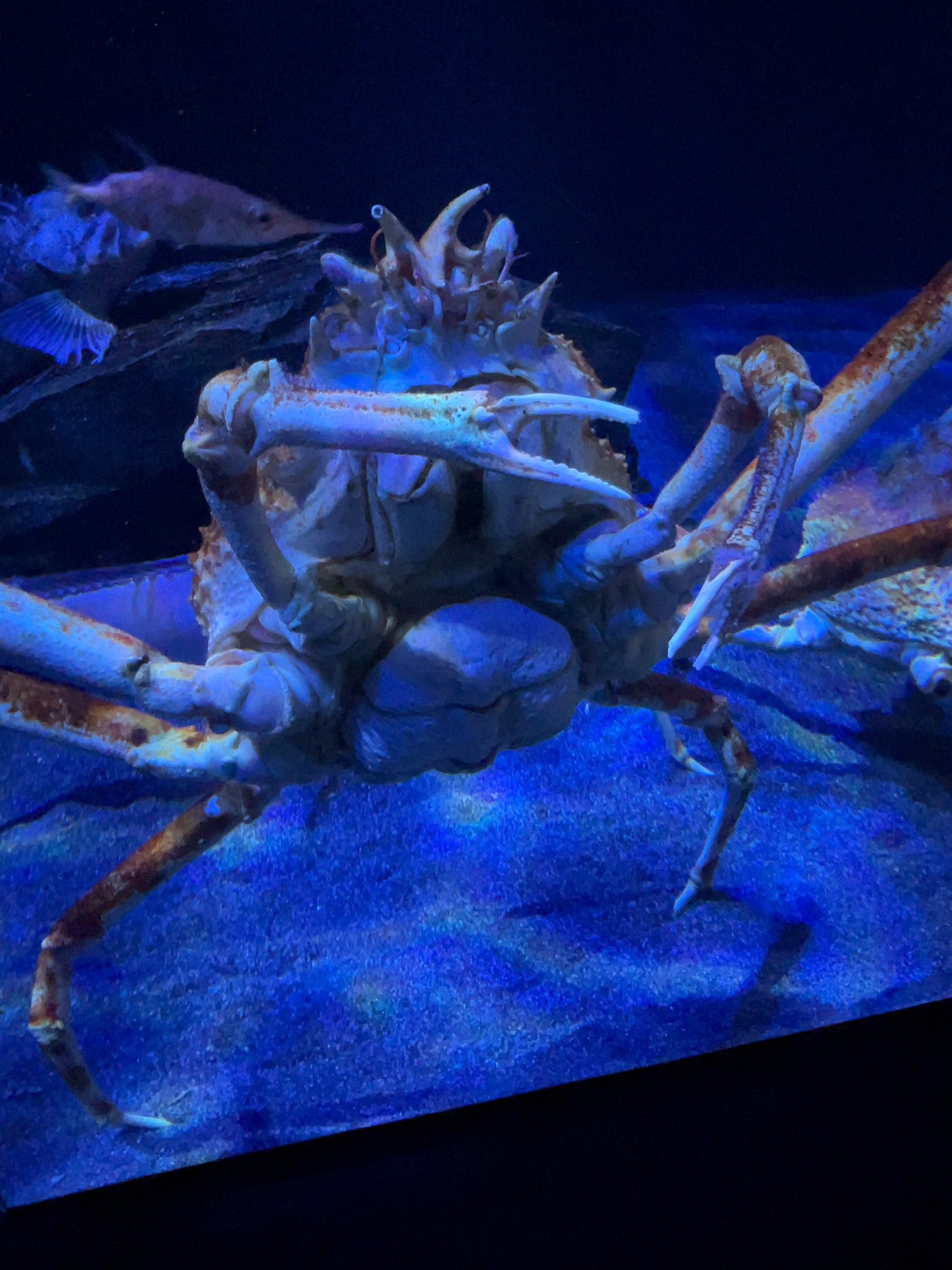 アルプスの天然水 on X: 