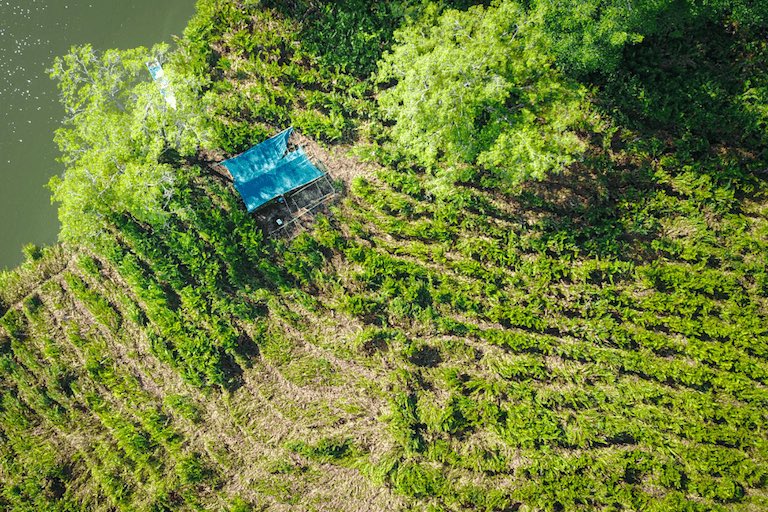 SinkProject's tweet image. In Guácimo, Costa Rica, locals planted 10,000 mangroves — reducing coastal erosion by measurable metres and reviving fish nurseries. 🌱🐟
Community-led restoration protecting both people and planet. 💚

#MangroveRestoration #ClimateAction #SinkProject