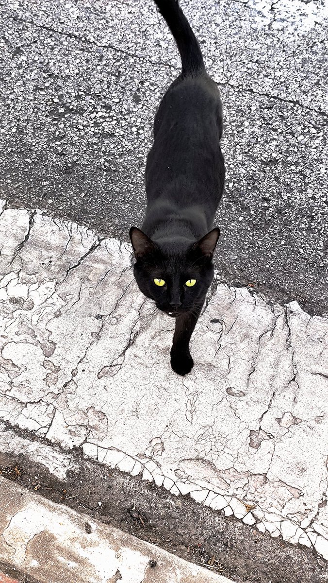 🌛 Angela 🌜 • 🍉 tweet media