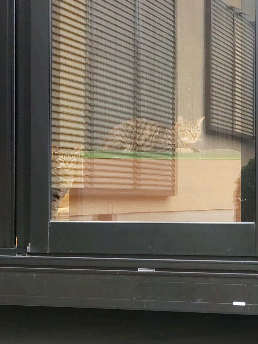 ★注意★
住職がいる方が外になります。

猫の間から外を伺う　猫さん達
