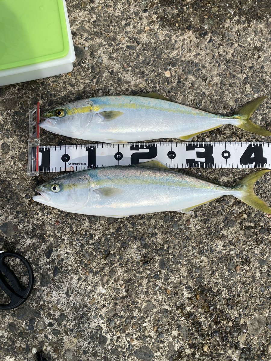 Fishing38ch's tweet photo. まわってますな！
#SLSJ
#青物
#イナダ https://t.co/u1dzVpBTNX