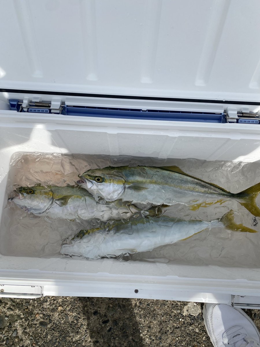 Fishing38ch's tweet photo. まわってますな！
#SLSJ
#青物
#イナダ https://t.co/u1dzVpBTNX