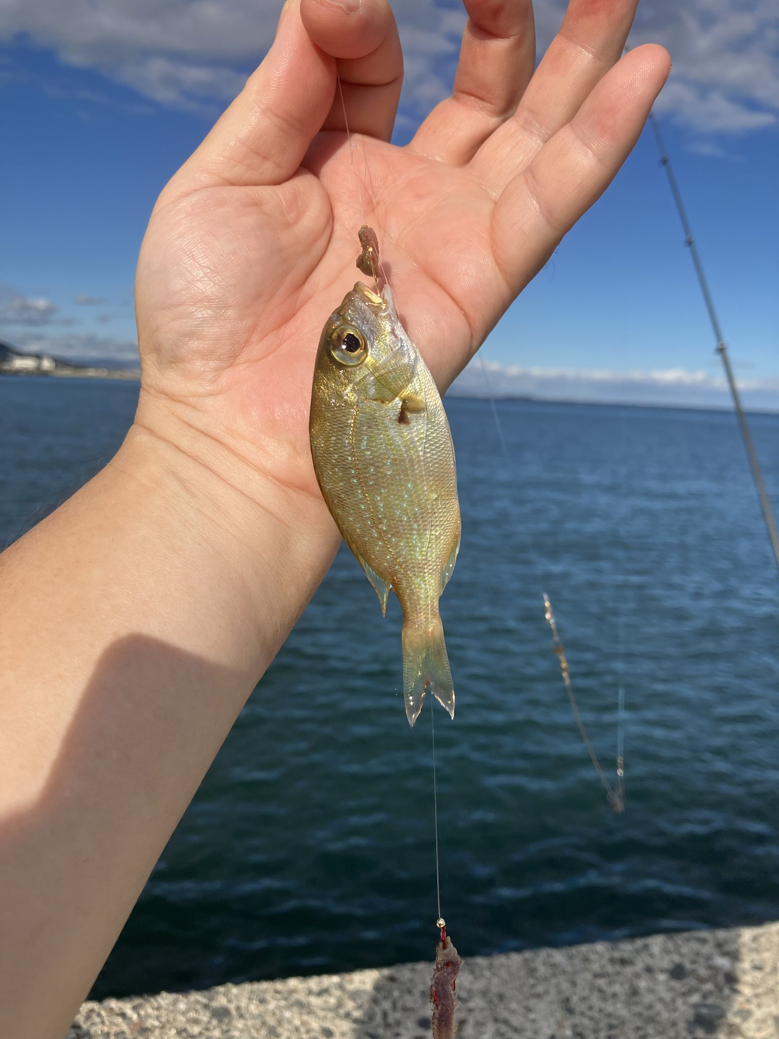 みどりむし on X: 