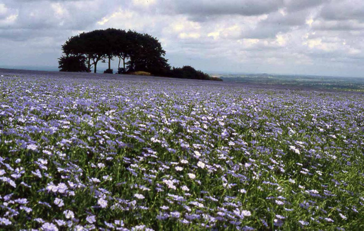 Flax field, Liddington