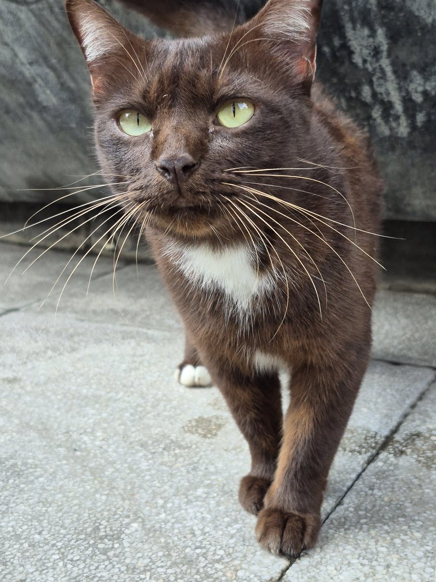 นางแบบ แมว... 🐈‍⬛🐈‍⬛🐈‍⬛