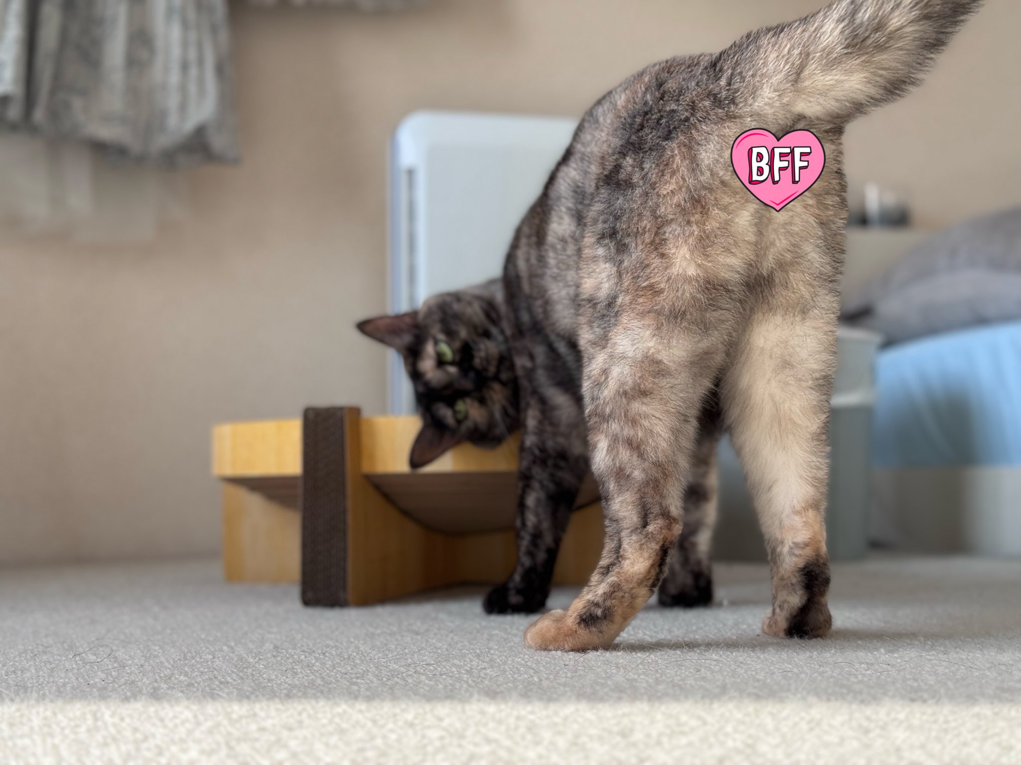 おださやちゃん🐍🩵【Re:floré】 on X: 