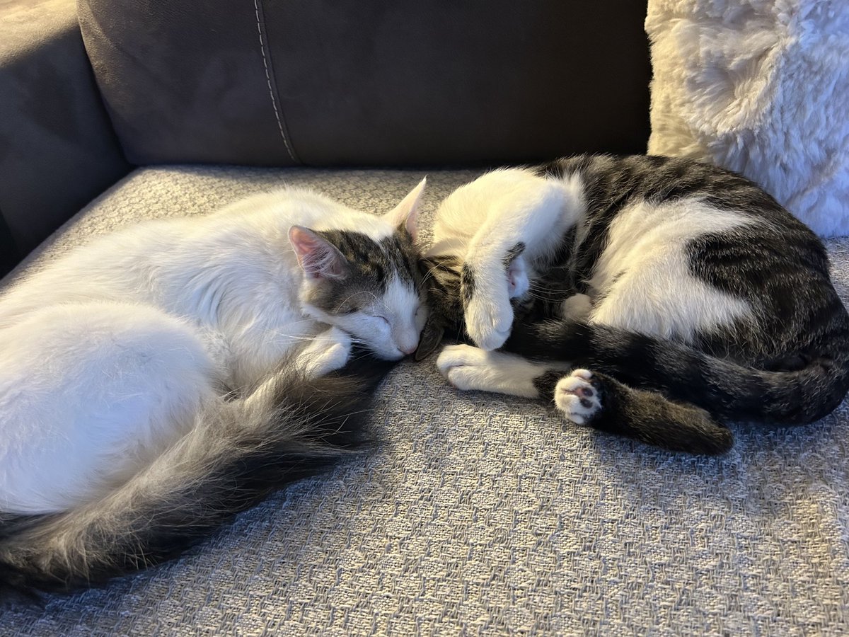 Hayat bunlara güzel ekmek elden su gölden, tek dertleri yaş mamayı neden günde bir kez yiyoruz😂