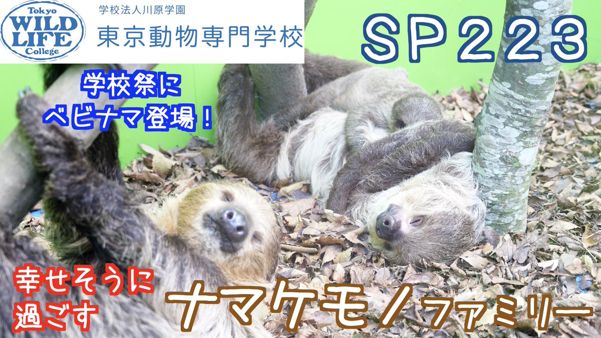 今回は、 #あらかわ遊園 ナイトズーにも来ていた、 #東京動物専門学校 の学祭で展示された、ナマケモノファミリーをお届けします🦥
三連休最終日ということで、豪華二本立てです！前編は、信長パパメイン🦥後編は・・・ベビメインなのでお楽しみに🦥
#ナマケモノ #sloth
youtu.be/Beu0ZGuZ0pc?si…