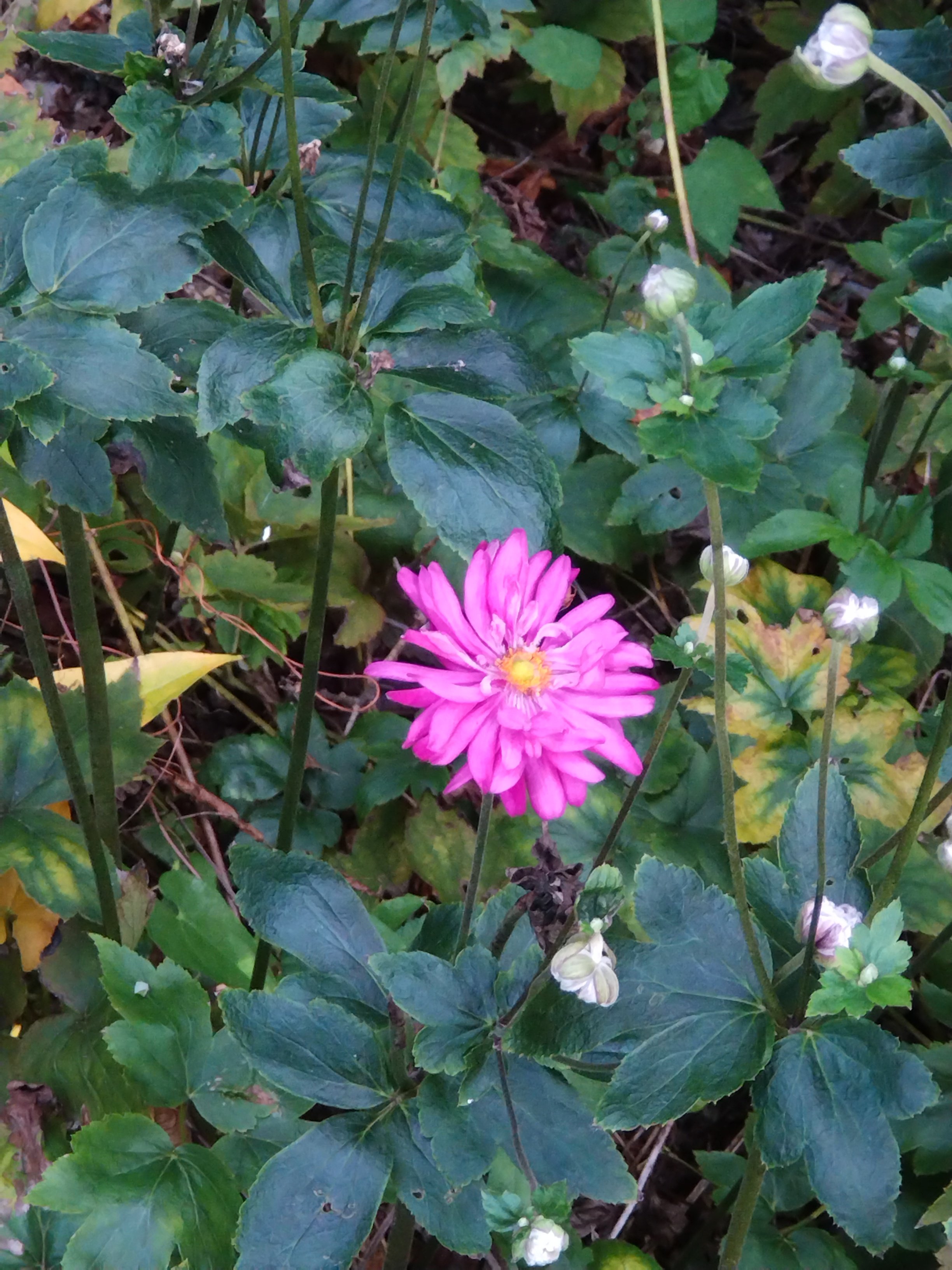 京都植物園よもやま情報 on X: 