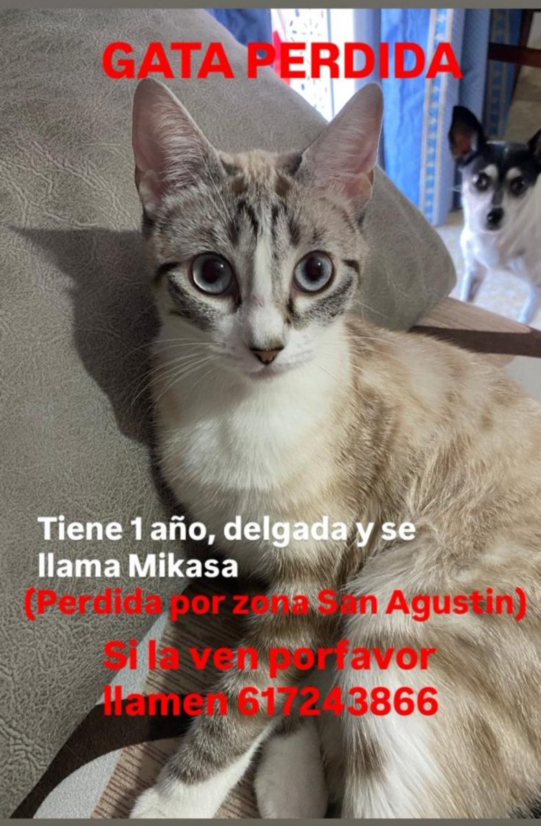 <a href="/Boni_Boni31/">Boni31</a> <a href="/Lobo_maltes/">José Exposito</a> <a href="/razzorbuzz/">Camarinheira 🐟</a> <a href="/aliccitana/">Mizo</a> <a href="/CC55644490/">CC</a> 

PERDIDA. #AlcalaDeGuadaira zona San Agustín.
617 243 866 🙏🏻📢📢📢