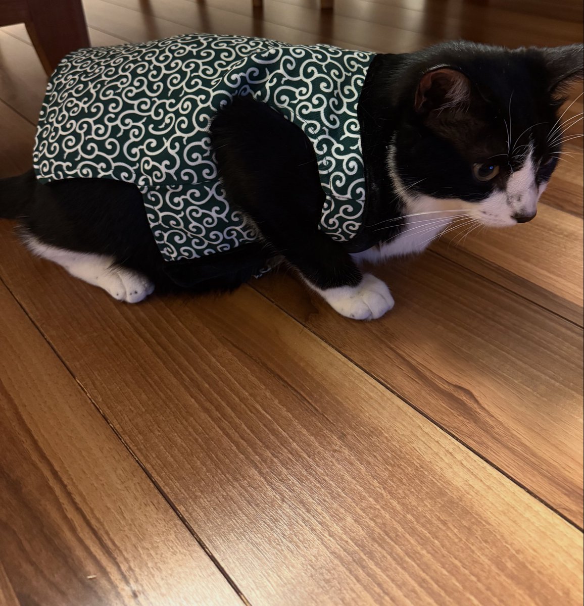 ogawareinetsu's tweet image. 🍂こんばんは、てんです🐾
明日はみんな、軽井沢と伊香保と川越でお仕事です🚗💨
がんばってきてね〜✨

僕はというと…ちょっと風邪をひいてしまって🤧
お母さんにハンテンを着せられました😹
ぬくぬくしてお留守番します🧣

#てんの日記 #看板ねこ #会社のねこ #ねこのいる職場 #癒し猫
#軽井沢…