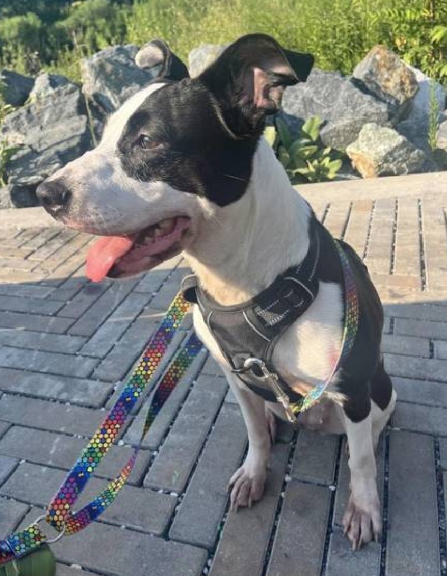 Jenny 220198
Relisted TBK 10/14
#NYCACC #AdoptMe 
An adorable 5 yr old girl
High energy, cuddly sweetheart 
Likes meat flavored snacks
Loves running &amp; playing
Not faring well in kennel 
Save Jenny!
nycacc.app/browse/220198
#Pledge4Rescue #foster #adopt
#DogsofX