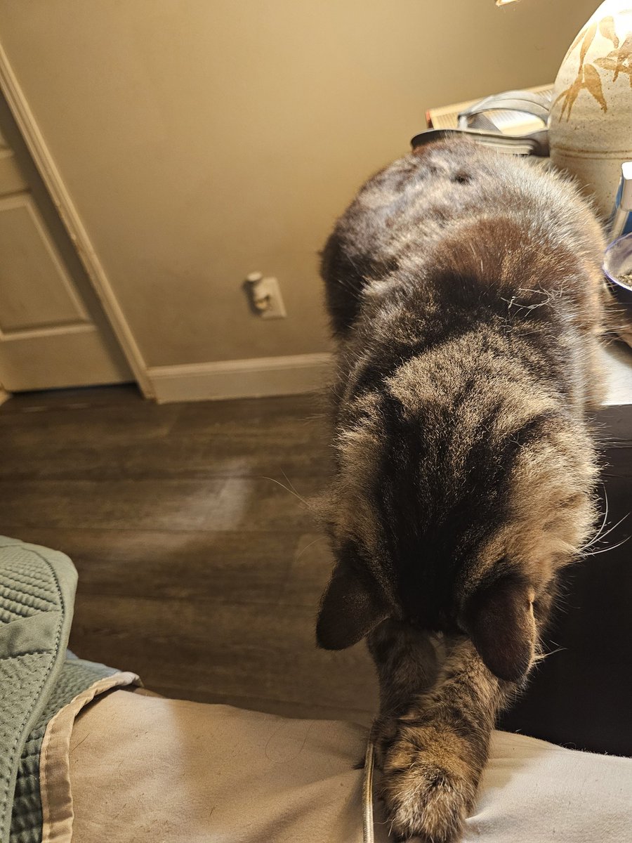 Deplorable Dawn tweet media