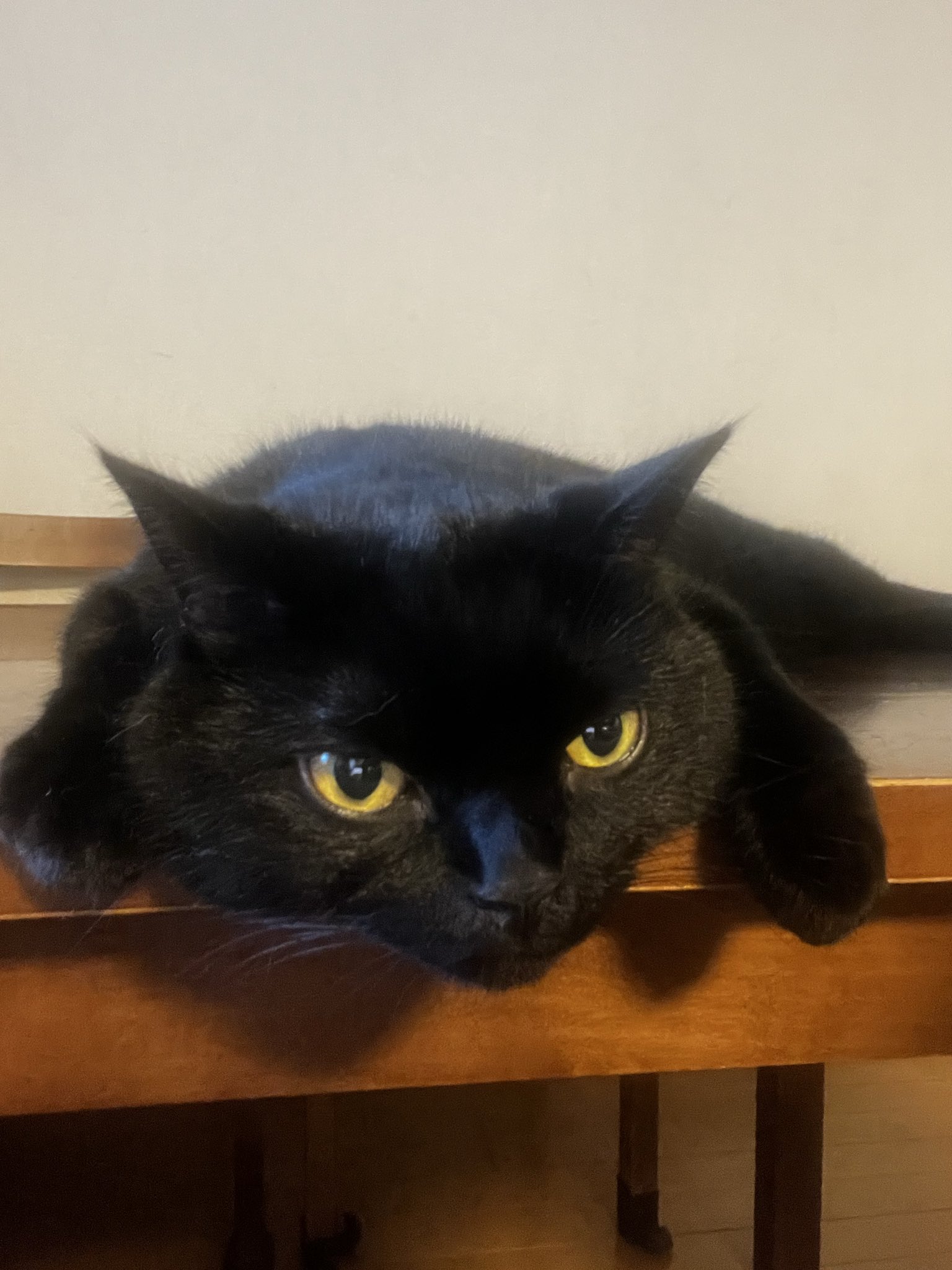 くろねこ ねこ肯定感抱きまくらBIG くろねこのまぐろ | ハンプティー