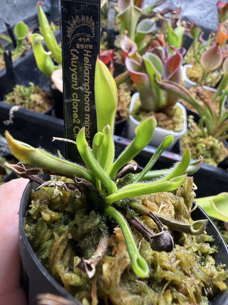 Heliamphora minor var. pilosa (Auyan) Clone2
ついに幼葉から成葉が出てきました
半年以上育てた子がついに大ききなってくれてめっちゃ嬉しい