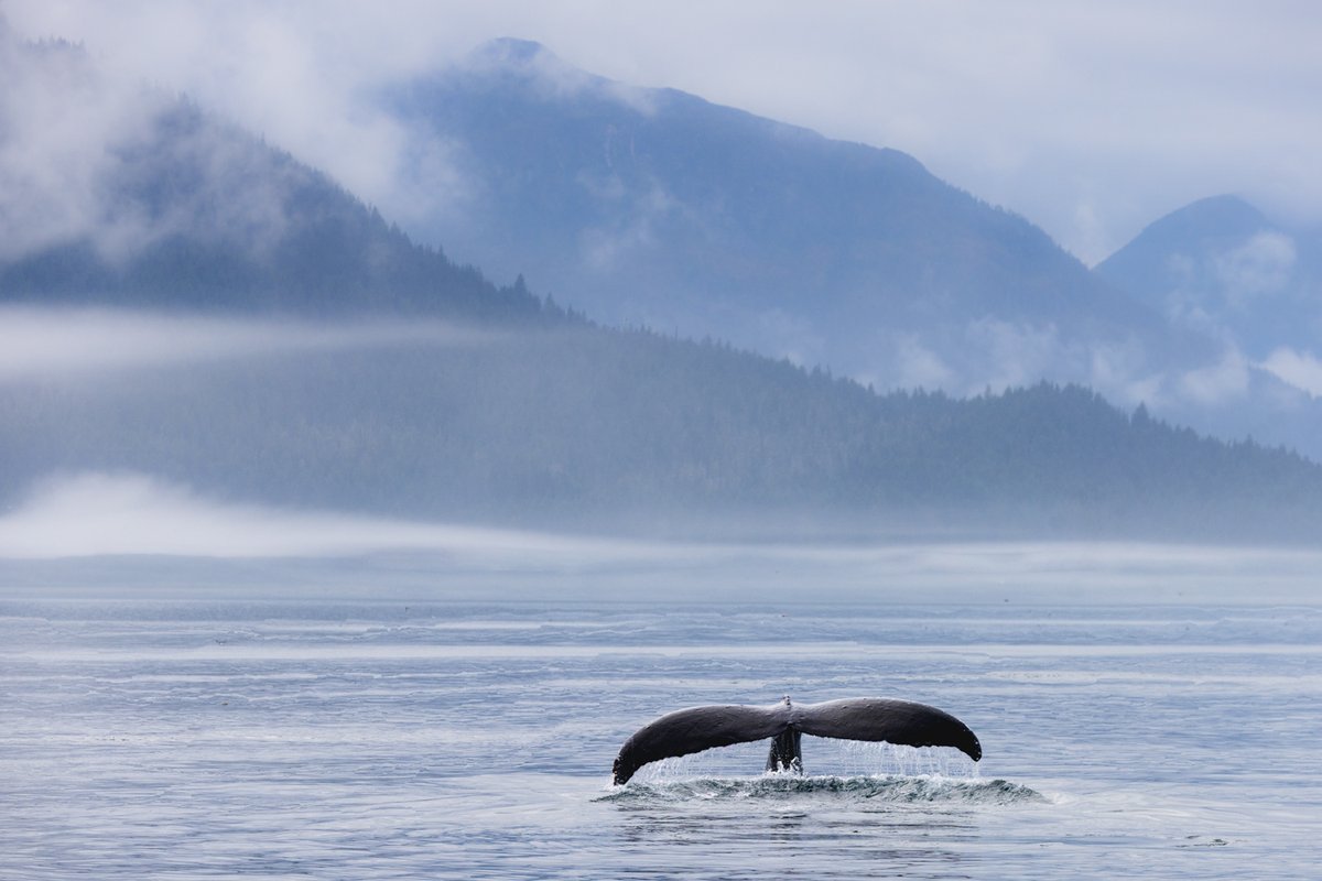 Good Monday morning!  ☕️

A quiet moment on Icy Strait, Alaska.