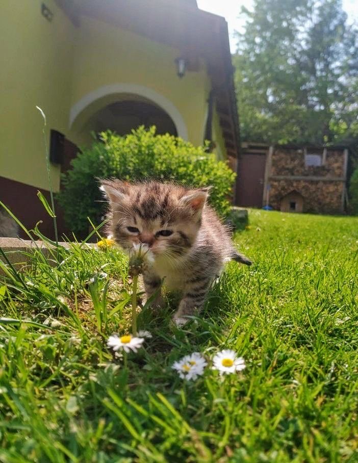 NoCatsNoLife_m's tweet photo. 🐱🌼 https://t.co/14u3W3Re0M