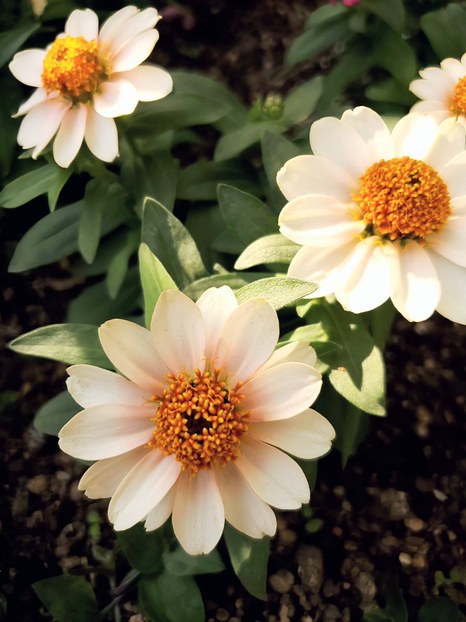 MAYU★ページ セーフティシューズ – BMZ公式