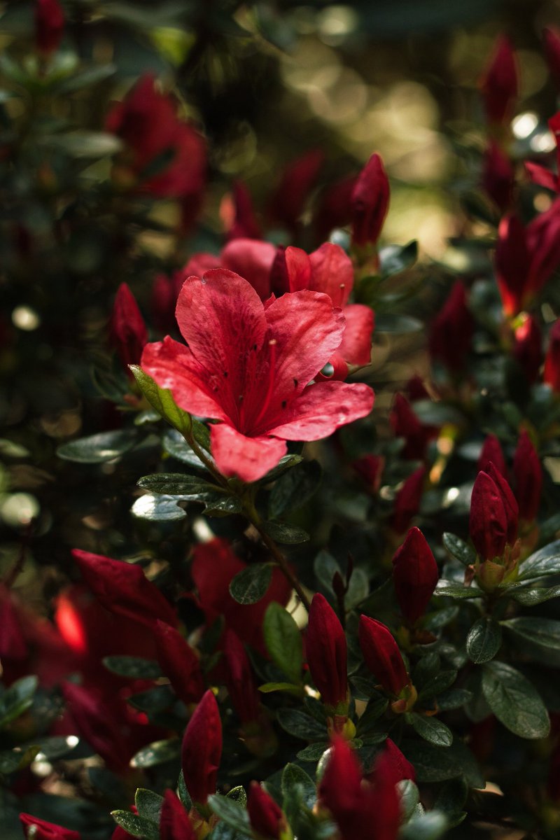 *˚🪻ও𝒀𝒖𝒍𝒆𝒛 ‧͙𓄹💜*˚🪽ೃ tweet media