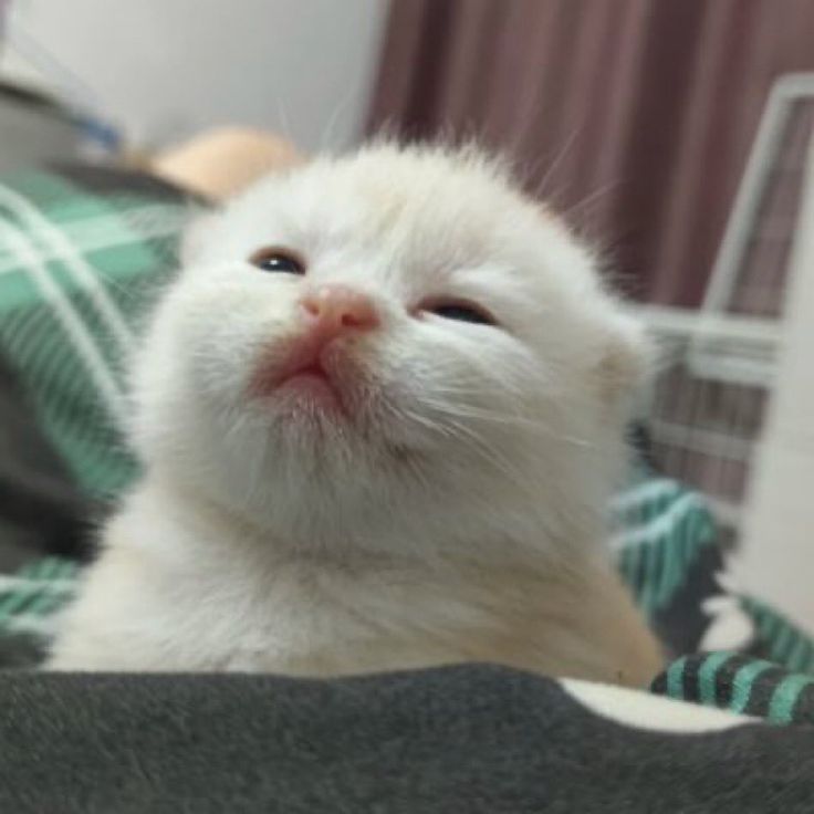 Catsillyness's tweet image. 