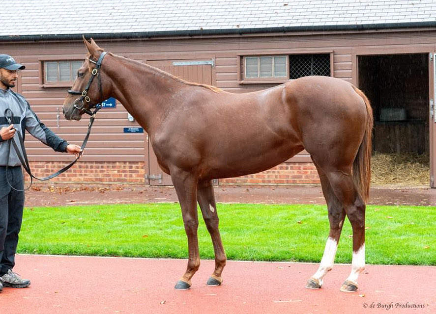 Elwick Stud tweet media