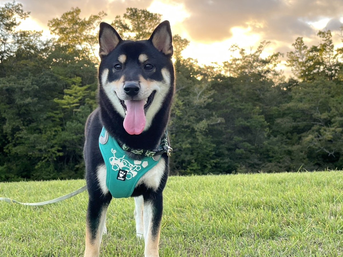 黒柴©️（感謝） 黒柴©️（感謝） 黒柴くぅ (@kuu_kuroshiba) / X