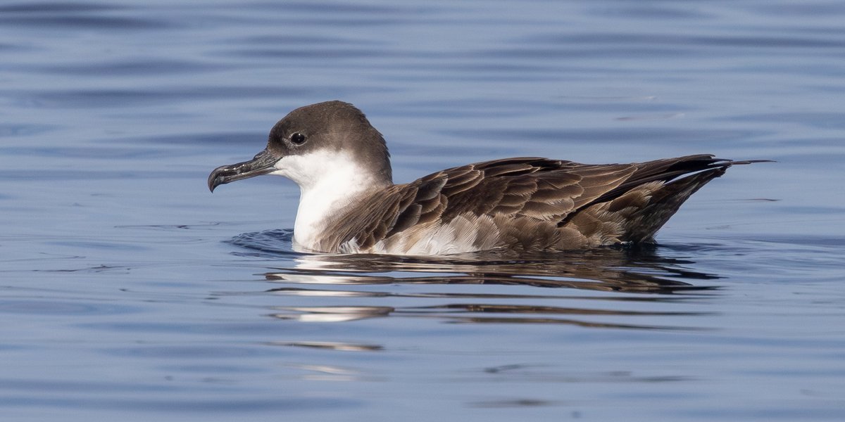 GREAT SHEARWATER recently in Scilly